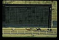 10089-00025-Grayhound Racing.jpg