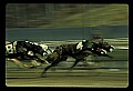 10089-00030-Grayhound Racing.jpg