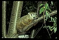 10090-00005-Groundhog, Woodchuck, Marmota monax.jpg