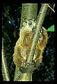 10090-00006-Groundhog, Woodchuck, Marmota monax.jpg