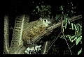 10090-00010-Groundhog, Woodchuck, Marmota monax.jpg