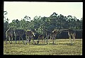 1001-00018-Giraffe, Giraffa camelopardalis.jpg