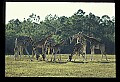 1001-00021-Giraffe, Giraffa camelopardalis.jpg