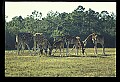 1001-00026-Giraffe, Giraffa camelopardalis.jpg