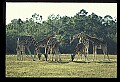 1001-00033-Giraffe, Giraffa camelopardalis.jpg