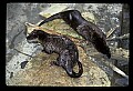 10096-00003-North American River Otter, Lontra canadensis.jpg