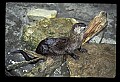 10096-00005-North American River Otter, Lontra canadensis.jpg