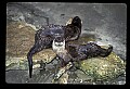 10096-00006-North American River Otter, Lontra canadensis.jpg