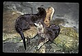 10096-00007-North American River Otter, Lontra canadensis.jpg
