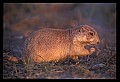 10097-00004-Prairie Dog, Cynomys-Badlands National Park.jpg