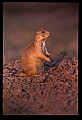 10097-00006-Prairie Dog, Cynomys-Badlands National Park.jpg