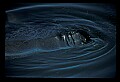 10098-00001-West Indian Manatees, Trichechos manatus latirostrus.jpg