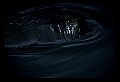 10098-00003-West Indian Manatees, Trichechos manatus latirostrus.jpg