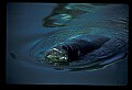 10098-00004-West Indian Manatees, Trichechos manatus latirostrus.jpg