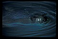 10098-00005-West Indian Manatees, Trichechos manatus latirostrus.jpg