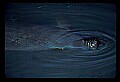 10098-00008-West Indian Manatees, Trichechos manatus latirostrus.jpg