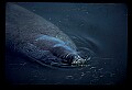 10098-00009-West Indian Manatees, Trichechos manatus latirostrus.jpg