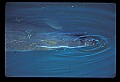 10098-00011-West Indian Manatees, Trichechos manatus latirostrus.jpg