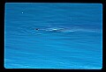 10098-00012-West Indian Manatees, Trichechos manatus latirostrus.jpg