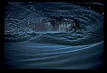 10098-00014-West Indian Manatees, Trichechos manatus latirostrus.jpg