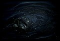 10098-00018-West Indian Manatees, Trichechos manatus latirostrus.jpg