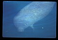 10098-00019-West Indian Manatees, Trichechos manatus latirostrus.jpg
