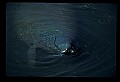 10098-00020-West Indian Manatees, Trichechos manatus latirostrus.jpg