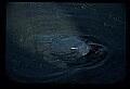 10098-00021-West Indian Manatees, Trichechos manatus latirostrus.jpg