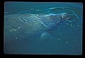 10098-00022-West Indian Manatees, Trichechos manatus latirostrus.jpg