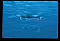 10098-00023-West Indian Manatees, Trichechos manatus latirostrus.jpg