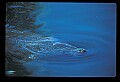 10098-00024-West Indian Manatees, Trichechos manatus latirostrus.jpg