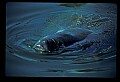 10098-00025-West Indian Manatees, Trichechos manatus latirostrus.jpg