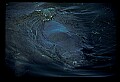 10098-00026-West Indian Manatees, Trichechos manatus latirostrus.jpg