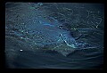 10098-00028-West Indian Manatees, Trichechos manatus latirostrus.jpg