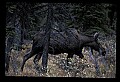 10099-00001-Moose, Alces alces.jpg