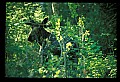10099-00002-Moose, Alces alces.jpg