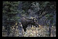 10099-00003-Moose, Alces alces.jpg
