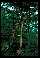10099-00004-Moose, Alces alces.jpg