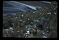 10099-00005-Moose, Alces alces.jpg