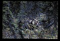 10099-00007-Moose, Alces alces.jpg
