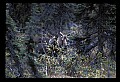 10099-00008-Moose, Alces alces.jpg