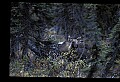 10099-00009-Moose, Alces alces.jpg