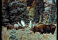10099-00010-Moose, Alces alces.jpg