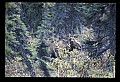 10099-00011-Moose, Alces alces.jpg