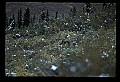 10099-00012-Moose, Alces alces.jpg