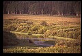 10099-00013-Moose, Alces alces.jpg