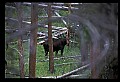 10099-00014-Moose, Alces alces.jpg