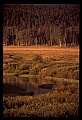 10099-00015-Moose, Alces alces.jpg