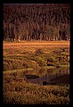 10099-00016-Moose, Alces alces.jpg