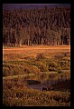 10099-00017-Moose, Alces alces.jpg